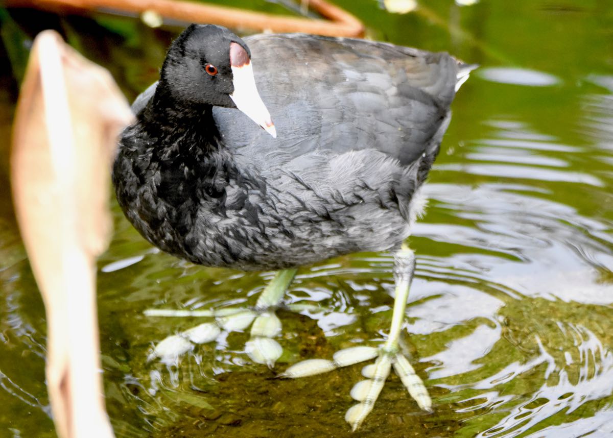 American Coot